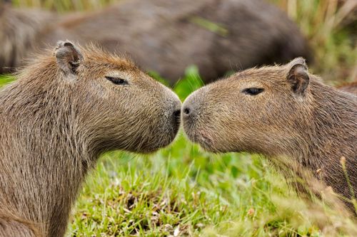 Ibera-Wetlands-brazil-Capybara -shutterstock_1051209281